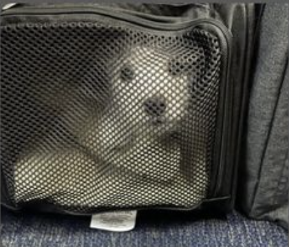 Doggo Transport - CHC prioritizes pets’ safety, comfort, and well-being during every journey. Whether it’s a quick trip to the vet or a cross-country relocation, our reliable and compassionate service ensures stress-free travel for your beloved furry companions.