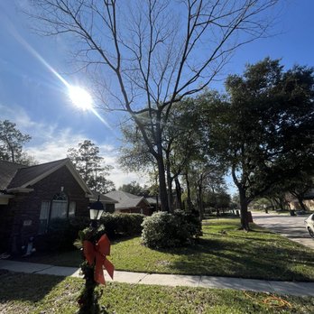 Roger Services - Tree Services Near Me - Houston, Texas Roger Services - Tree Services Near Me - Houston, Texas