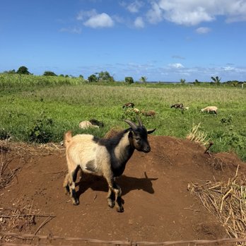 North Shore Stables - Goats - ATV Rentals/Tours Near Me - Waialua, Hawaii North Shore Stables - Goats - ATV Rentals/Tours Near Me - Waialua, Hawaii