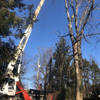 Expert Tree - Tree Services Near Me - Ashton, Maryland