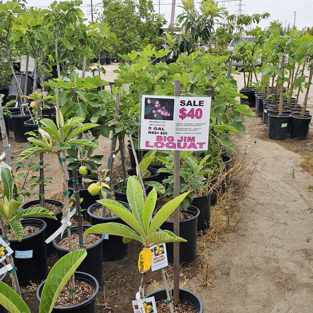 Mimosa Nursery - Big Jim's Loquat. 6/14/2025 - Nurseries & Gardening Near Me - Anaheim, California Mimosa Nursery - Big Jim's Loquat. 6/14/2025 - Nurseries & Gardening Near Me - Anaheim, California