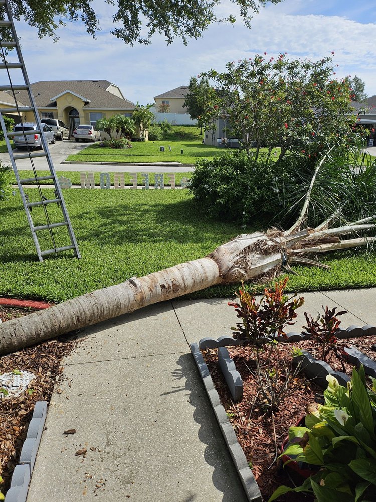 Jessie’s Family Tree Service - tree service in Haines City, FL