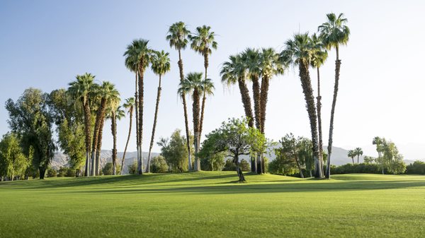 Desert Island Country Club by null