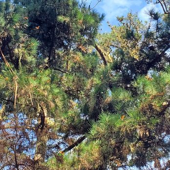 Monarch Grove Sanctuary - Butterflies in the trees - Parks Near Me - Pacific Grove, California Monarch Grove Sanctuary - Butterflies in the trees - Parks Near Me - Pacific Grove, California