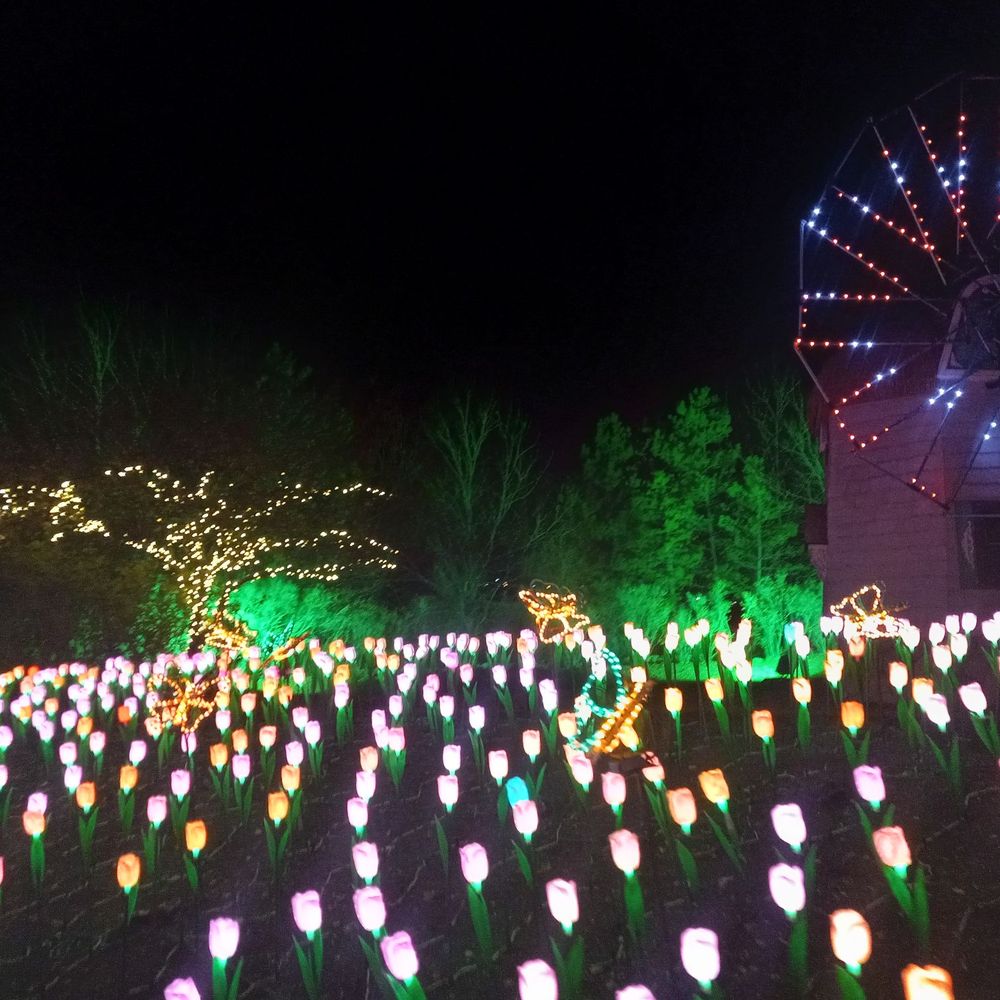 Luminaria - Lit tulips and butterflies! Cute and unexpected. - Festivals Near Me - Lehi, Utah Luminaria - Lit tulips and butterflies! Cute and unexpected. - Festivals Near Me - Lehi, Utah