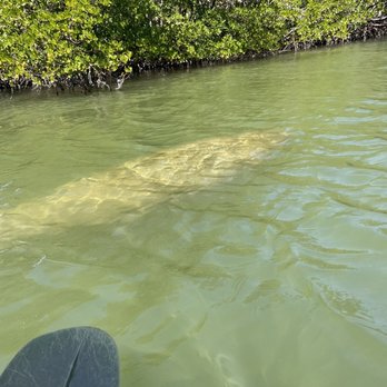 Kayak Excursions - Manatees in the canal just before San Carlos Bay - Rafting/Kayaking Near Me - Fort Myers, Florida Kayak Excursions - Manatees in the canal just before San Carlos Bay - Rafting/Kayaking Near Me - Fort Myers, Florida