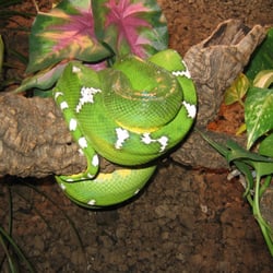 Galeria-Tropica