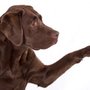 4 Paws DogWorks