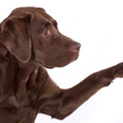 4 Paws DogWorks