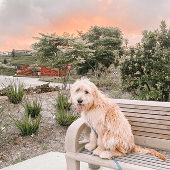 OffLeash SoCal - Pet Training Near Me - Santa Monica, California