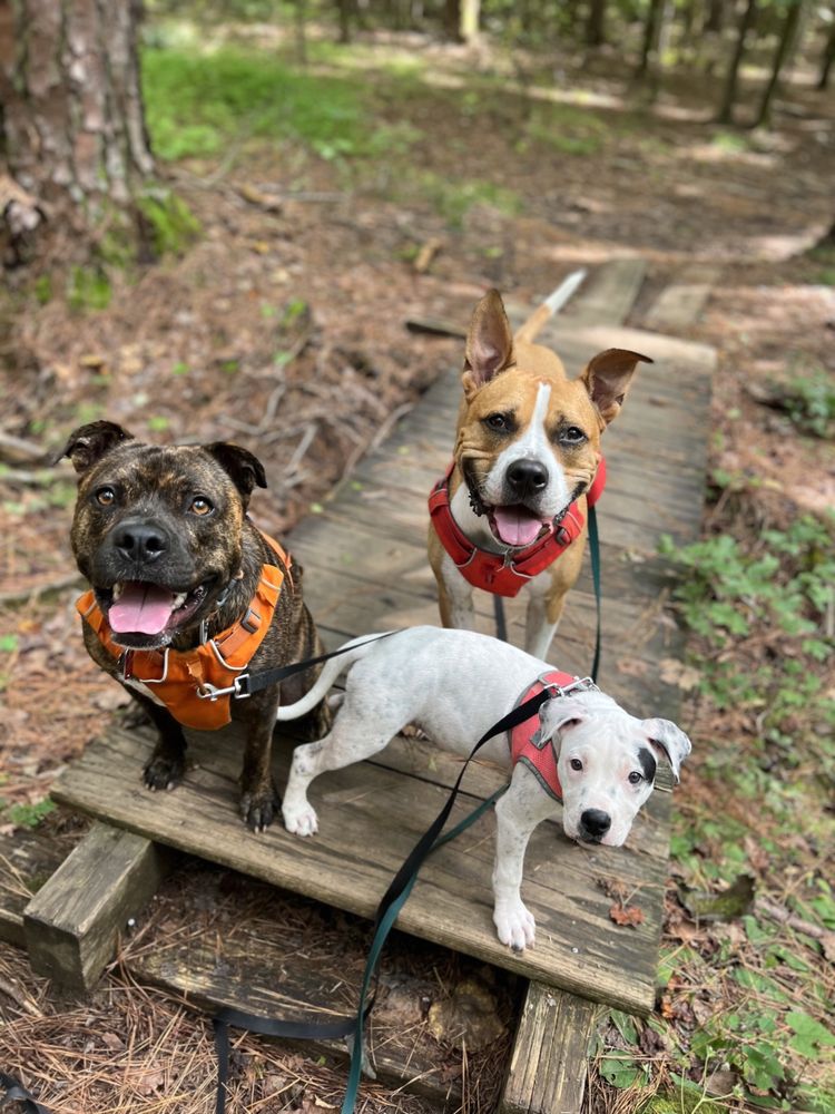 Ulti-Mutt Wags and Play Image
