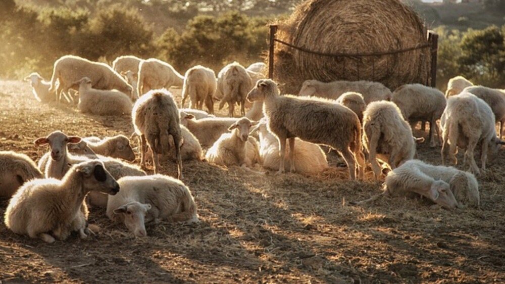 Alaqsa Halal Meats & Groceries