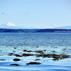 Shanghai Chinese Restaurant - Mt. Baker view