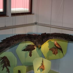 PAHLHUUS - Der Seeadler, als würde er leben.