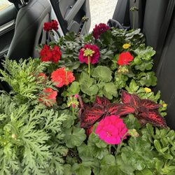 Stoltzfus Amish Farm Greenhouse - My friends haul geraniums