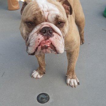 Great Neck Pet Grooming - My Bulldogs wrinkled have never been cleaner, great job! I will be back. - Pet Groomers Near Me - Virginia Beach, Virginia