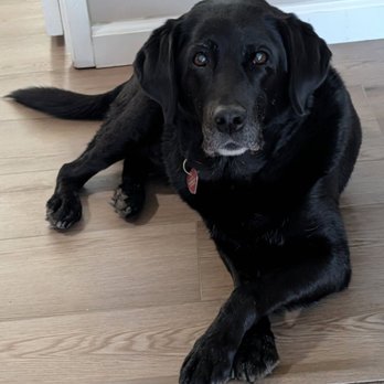 Carrie Nagel DVM - At Home Euthanasia - Veterinarians Near Me