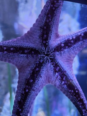 Mote Marine Laboratory & Aquarium by null