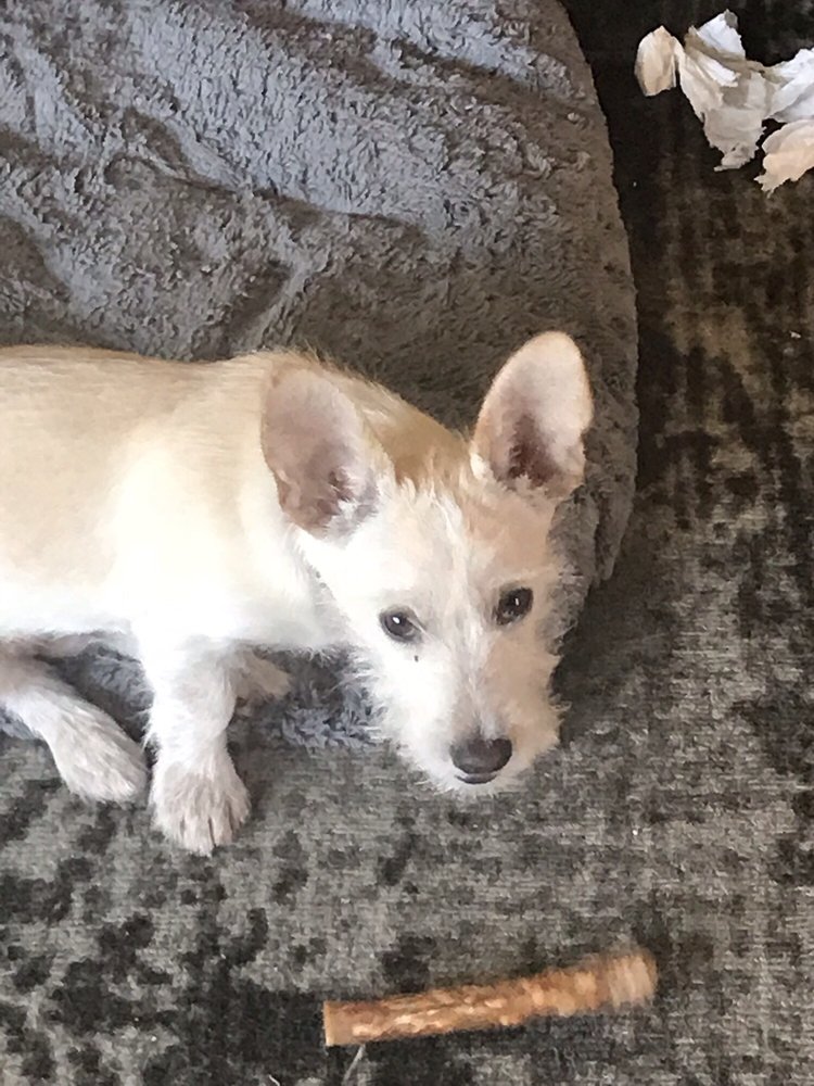 KELLY PEST CONTROL 26 Photos & 65 Reviews Pest Control 1312 S