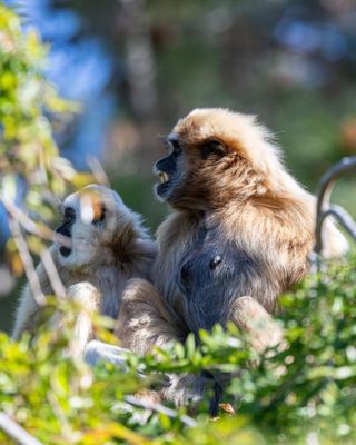 Oakland Zoo by null