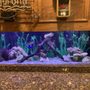 Photo of Atlanta Fish Guy