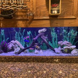 Atlanta Fish Guy - Our fish tank by Joel, The Atlanta Fish Guy