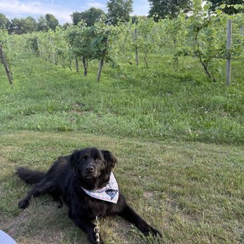 Greenvale Vineyards - Wineries Near Me - Portsmouth, Rhode Island