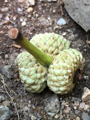 Clifford Park by null