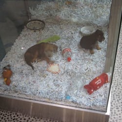 Pets Paradise