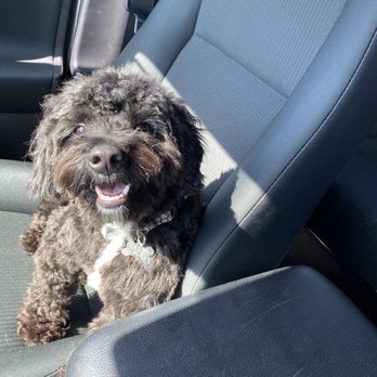 south park doggie daycare lax