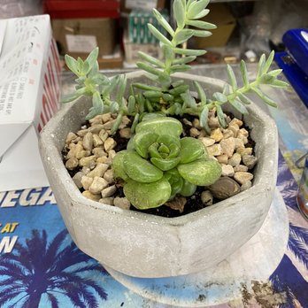 Rainbow - Nurseries & Gardening Near Me - Rosemead, California
