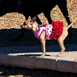North Domingo Baca Dog Park - One of the dogs at the park.