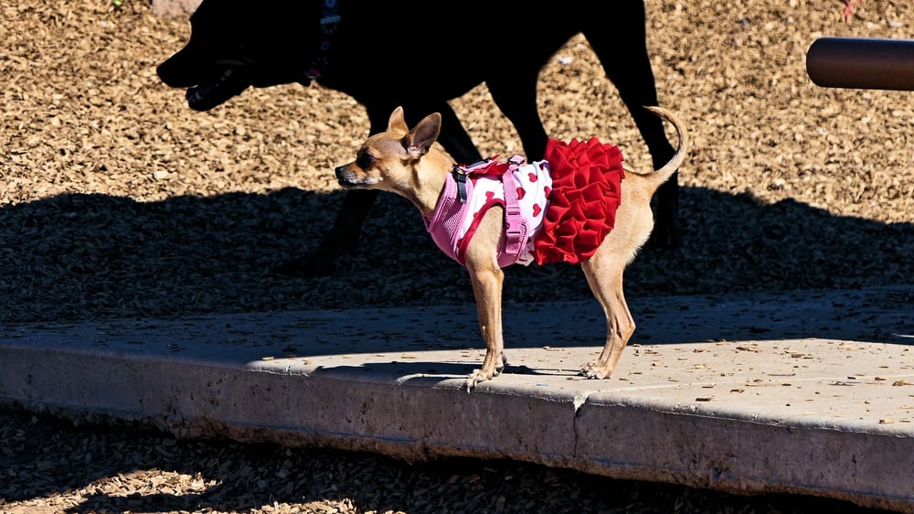 North Domingo Baca Dog Park Logo