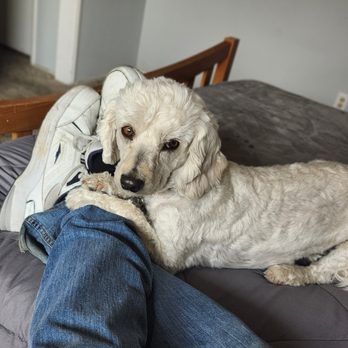 Bichon FurKids Rescue - Animal Shelters Near Me - Carlsbad, California Bichon FurKids Rescue - Animal Shelters Near Me - Carlsbad, California