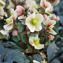 The Perennial Farm