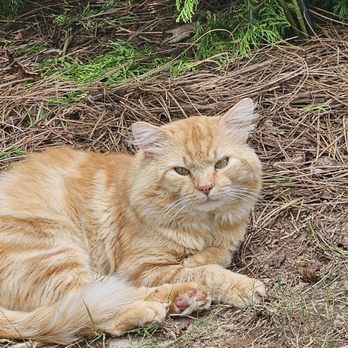 Community Cat Clinic - Noli the former neighborhood stray - Veterinarians Near Me - Woodstock, Georgia