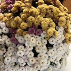 LJ's Petals and Produce - Mums