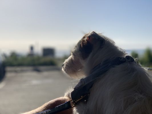 Santa Cruz Surfing Museum by null