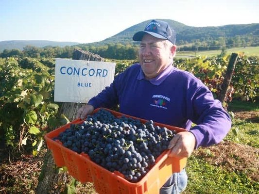 Jerome's U-Pick Fruit Farm by null