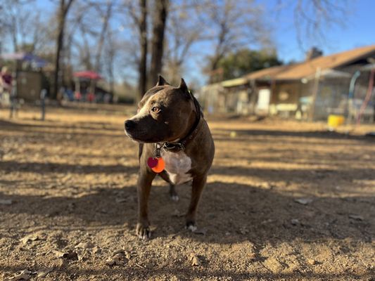 Dog House Drinkery & Dog Park by null
