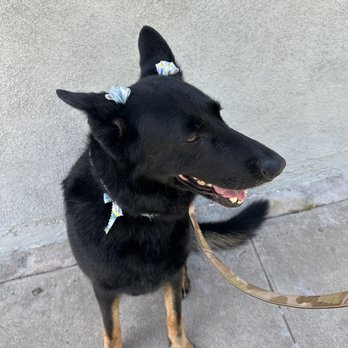 Fur Babes Spa - Sally loved her bath! - Pet Groomers Near Me - Riverside, California Fur Babes Spa - Sally loved her bath! - Pet Groomers Near Me - Riverside, California