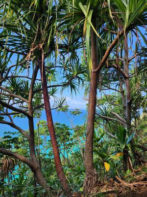 Ha'ena State Park by null