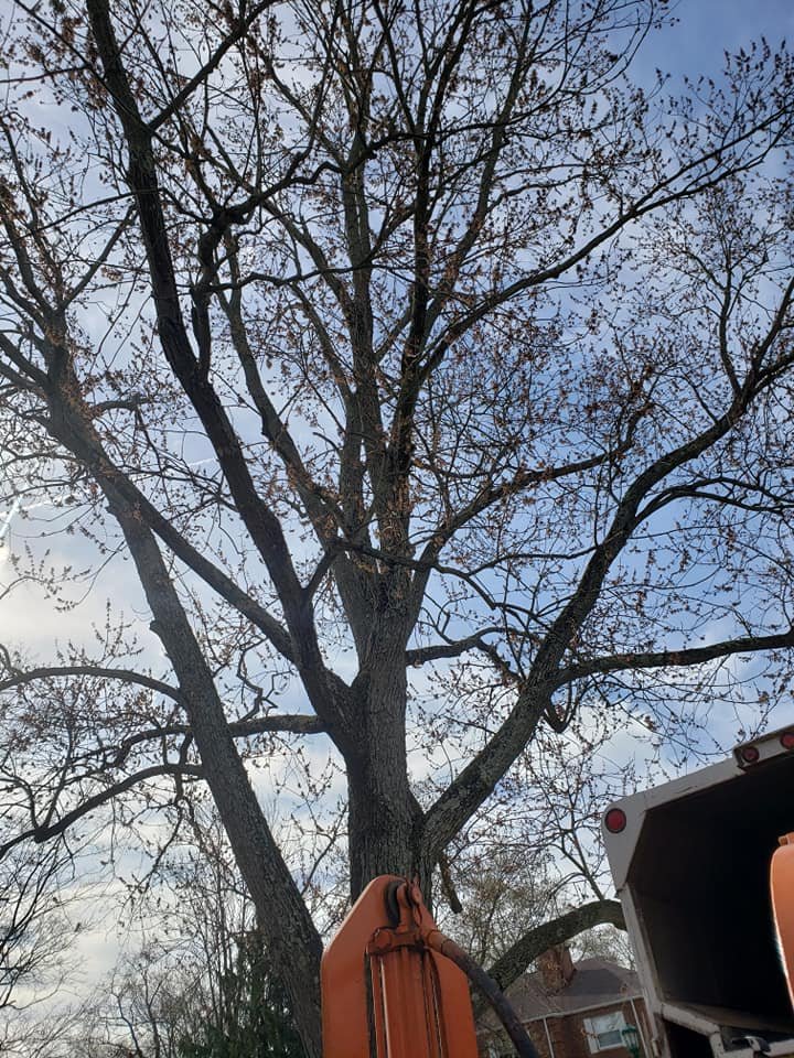 Cox Tree Service - tree service in Columbus, OH