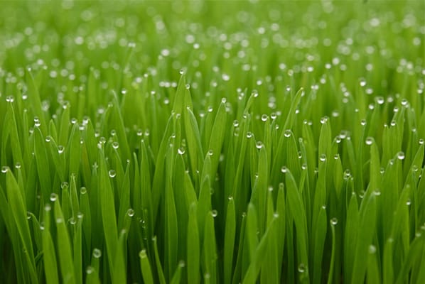 Blue Moon Acres Buckingham, PA by null