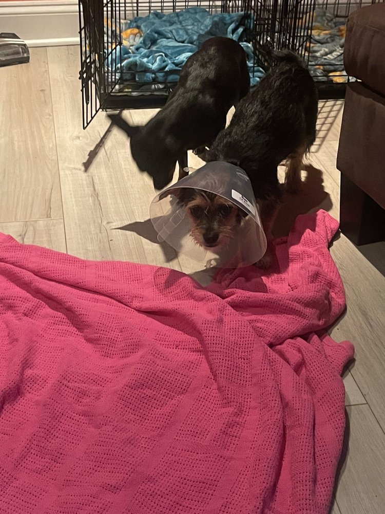 VIRGINIA KINCEHLOE SPAY & NEUTER CLINIC Updated June 2024 32 Reviews 452 Tv Dr