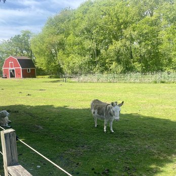 The Nordic - Buffets Near Me - Charlestown, Rhode Island