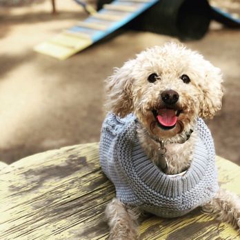 Barkmaster Dog Park - Hanging out at Barkmaster Park - Dog Parks Near Me - Flagstaff, Arizona