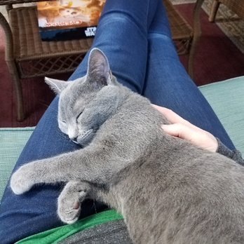 The Welcome Waggin - Someone loves to snuggle (that would be Katherine). - Veterinarians Near Me - Plainfield, Illinois