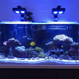 3 month old 75g reef with Robert's assistance! 3 month old 75g reef with Robert's assistance!