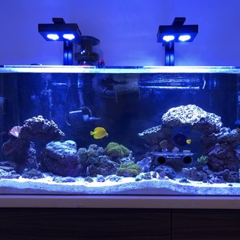 ABC Aquatic - 3 month old 75g reef with Robert's assistance! - Aquarium Services Near Me ABC Aquatic - 3 month old 75g reef with Robert's assistance! - Aquarium Services Near Me